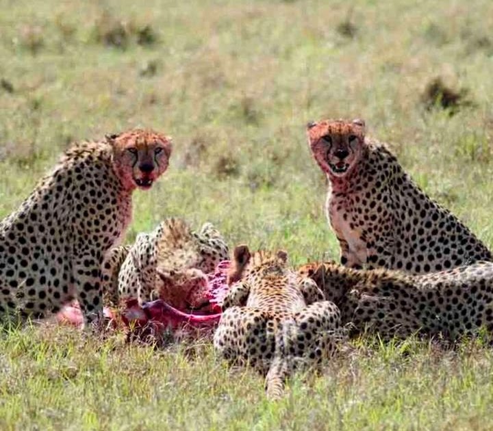 Tanzania 2 Days Lodge Safari